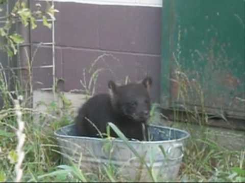 Bear Cub Grooming